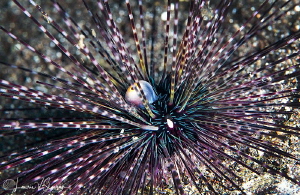 Black Sea Urchin/Photographed with a Canon 100 mm macro l... by Laurie Slawson 